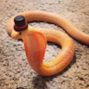 Meet your Posher, Joshua